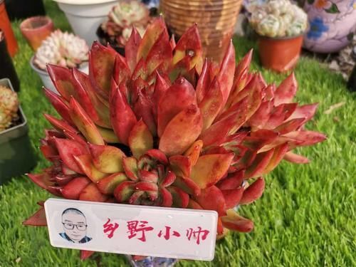 多肉根系|养多肉有“控养”和“润养”,都是对根系的养护,你了解吗?