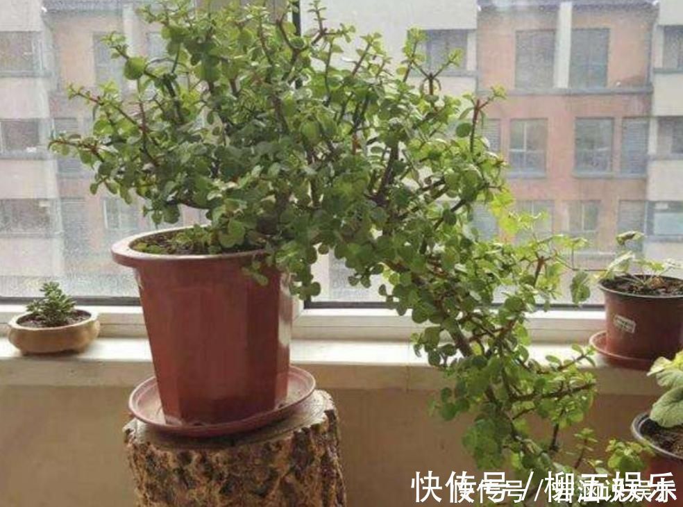 枝条|养金枝玉叶盆景,要舍得修剪枝条,株型才能越来越美观