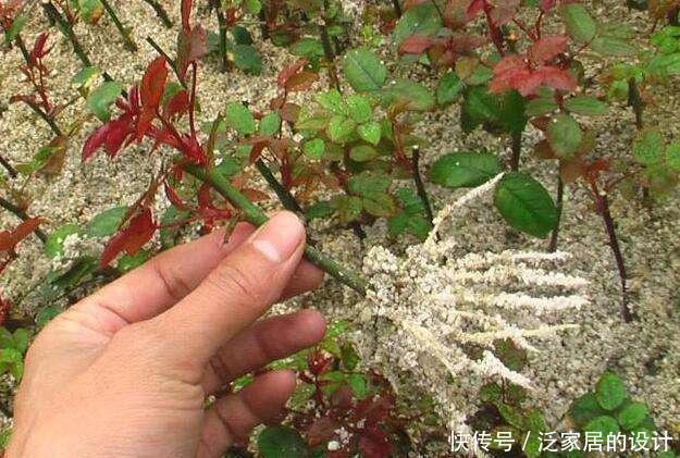 花卉|养花浇水放个小药片，比施肥还管用，猛开花，不黄叶