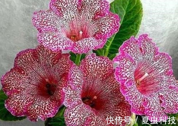 紫丹|春养“一种”大岩桐,美过“牡丹”,给水就呼呼长,没光也开花