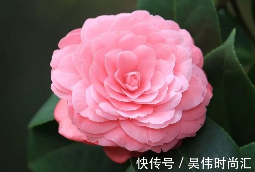 阳台上|这5款花真好养,花朵一茬接一茬,枝繁叶茂,花型独特又美观