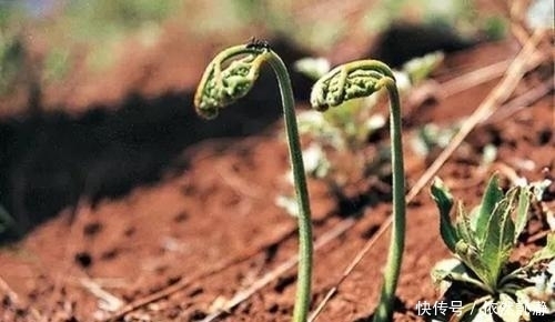 采摘|五月不能错过的几种野菜,清理肠胃好帮手,城里人抢着吃