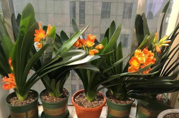 养花不能光靠“控水”预防烂根，从这几方面综合把控才能解决