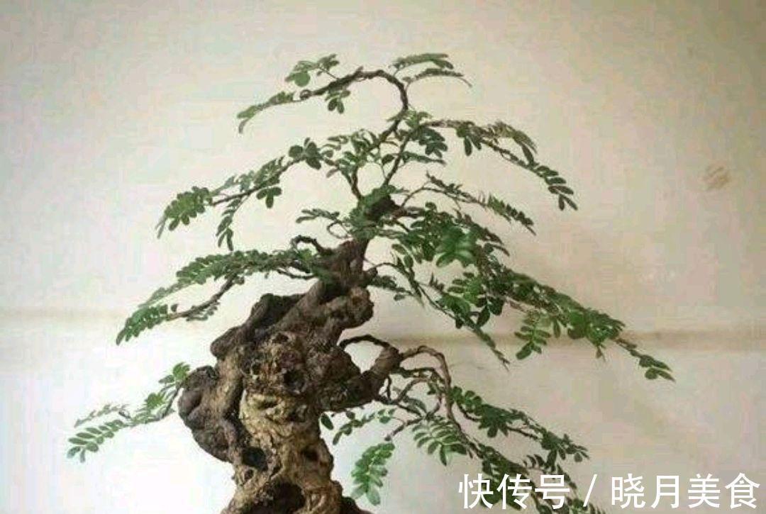 动辄上万的清香木盆景,如何采桩,怎样栽培