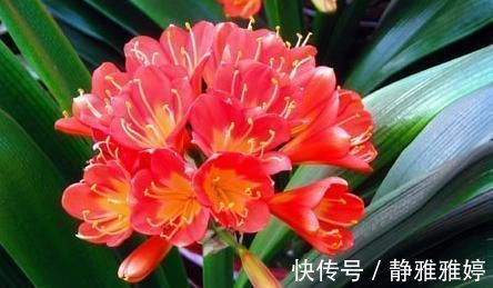 怎么让君子兰根壮叶厚?浇点有机水,效果一级棒,立竿见影