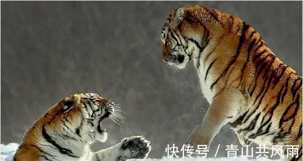 运气很好,能赚到不少的几个生肖,一辈子都不会缺钱