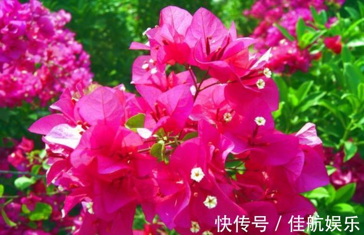 喜欢在家中养护花卉,就选择长势茂盛,花色艳丽,开花繁多的花卉