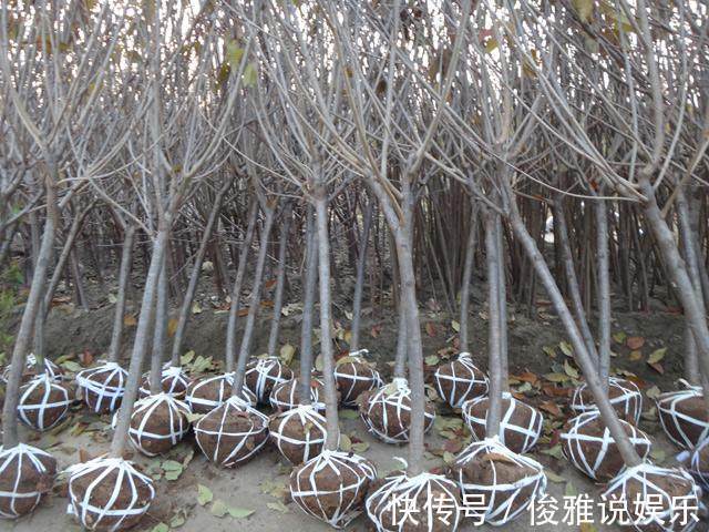 绿植|这几种盆栽绿植不要再买回家了，定要谨记，后悔就来不及了！