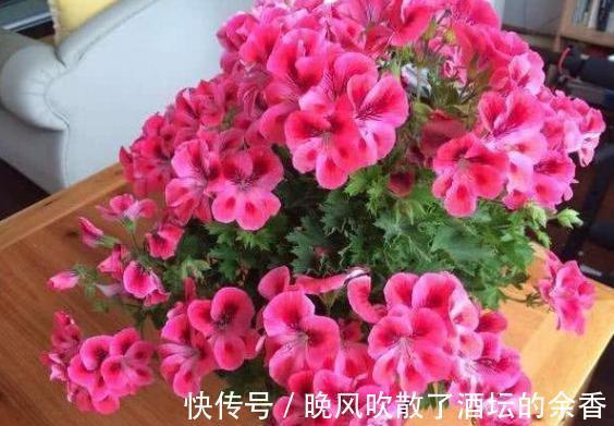 养花施肥不懂！摸清这3知识点，保证盆栽用对肥得到最佳效果