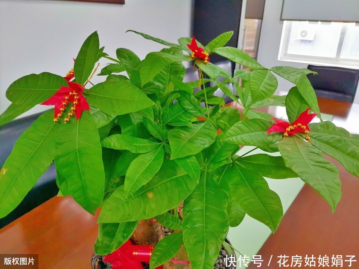 教你发财树的养殖技巧,只需记住4点,不烂根,猛蹿2米高