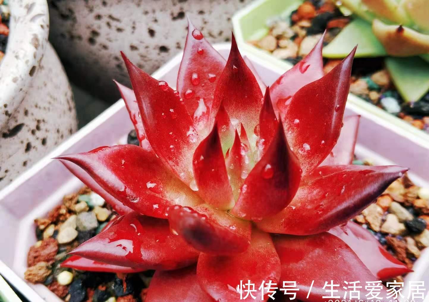 事儿|用超级拇指盆来养多肉?完全可以,只要你愿意,这都不是事儿