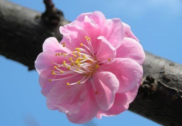 耐看|农历6月25日开始,养花养个耐看的,花量丰富,能给你一片花海