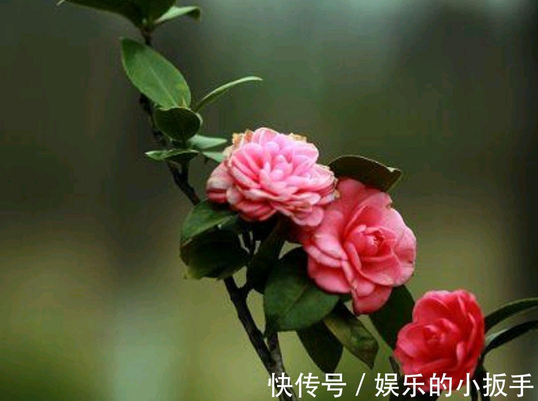 天气虽变冷,几种花卉也不能着急入室,你做对了吗