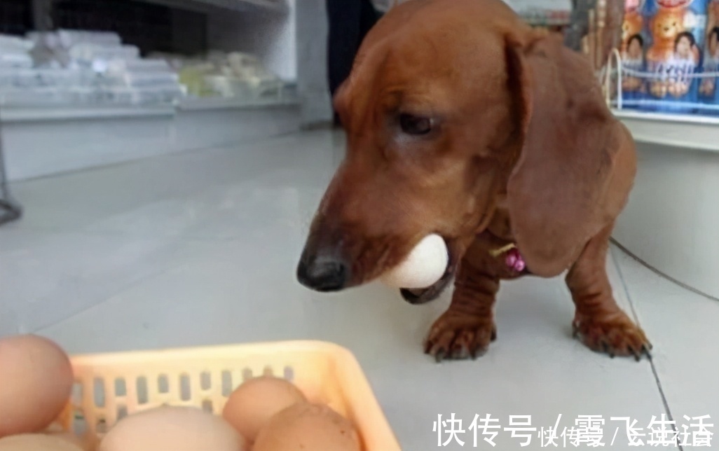 蛋黄|狗狗吃“鸡蛋”好处多,但怎么吃要注意,小心吃出问题