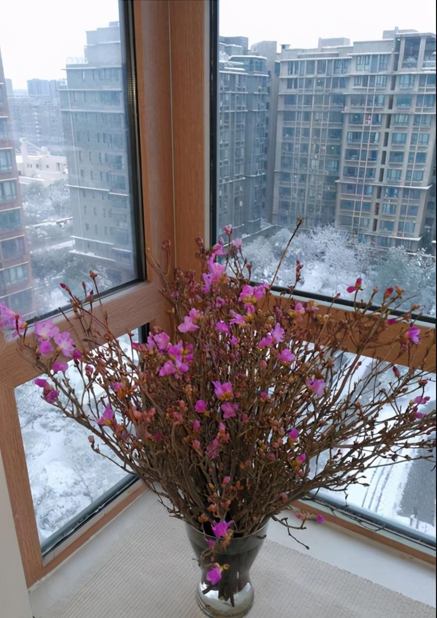 也别|残忍的“杜鹃花”,20年的“功力”,偷砍做干花,见到也别买