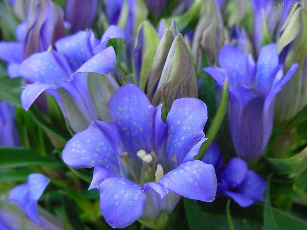 此花山谷代表了忧伤的花，跟的味道很苦，所以才叫这个名字