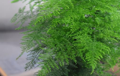 文竹春季养护有讲究，做好这4点，叶片翠绿不发黄，枝条旺盛