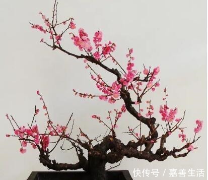 小小院子种棵“它”,一到冬天就开花,成小区里一道亮丽的风景!