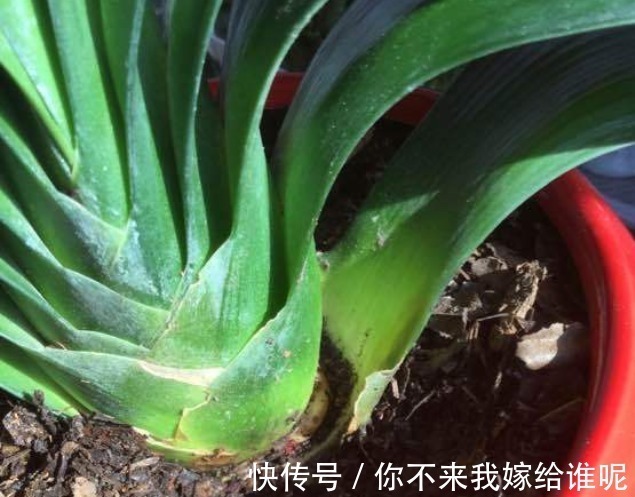 氮肥液|君子兰3大养护难题,一次性给你解决,今年准时开花!