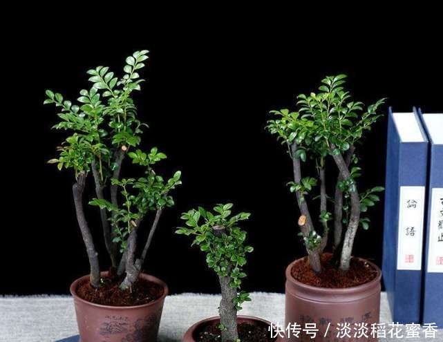 此花再贵,家里都要养2盆,除“细菌”驱害虫,价值珍贵增福气!