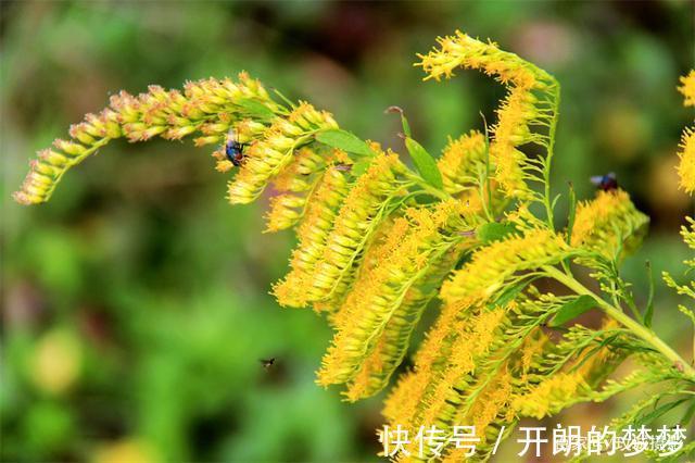 外来物种入侵济南！“加拿大一枝黄花”现身平阴河边