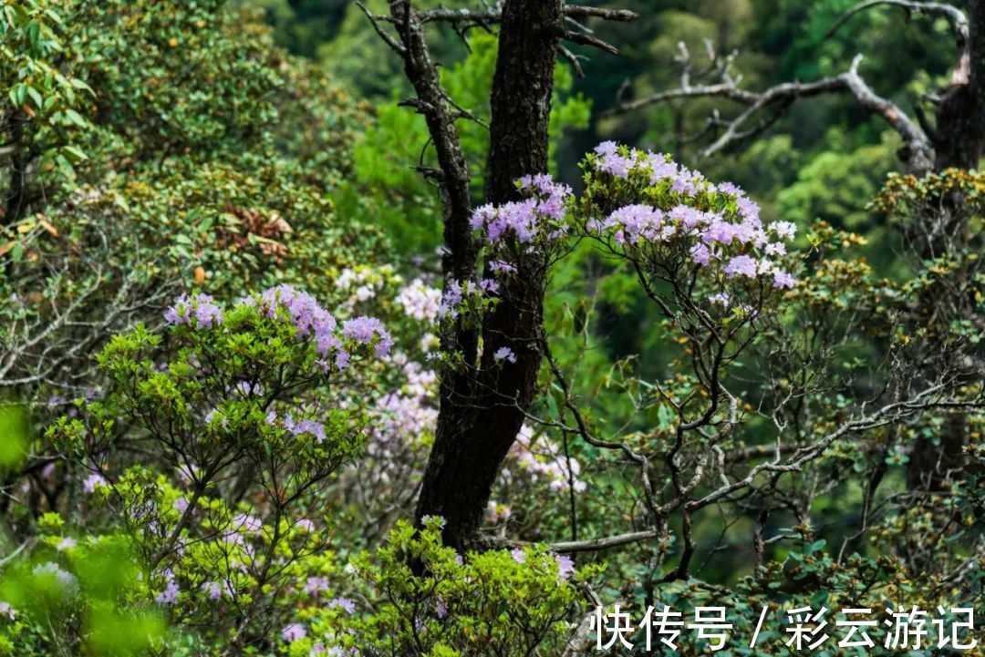 大理|7月大理鸡足山杜鹃花正开放，山花映古寺，鸡足山原来那么美！