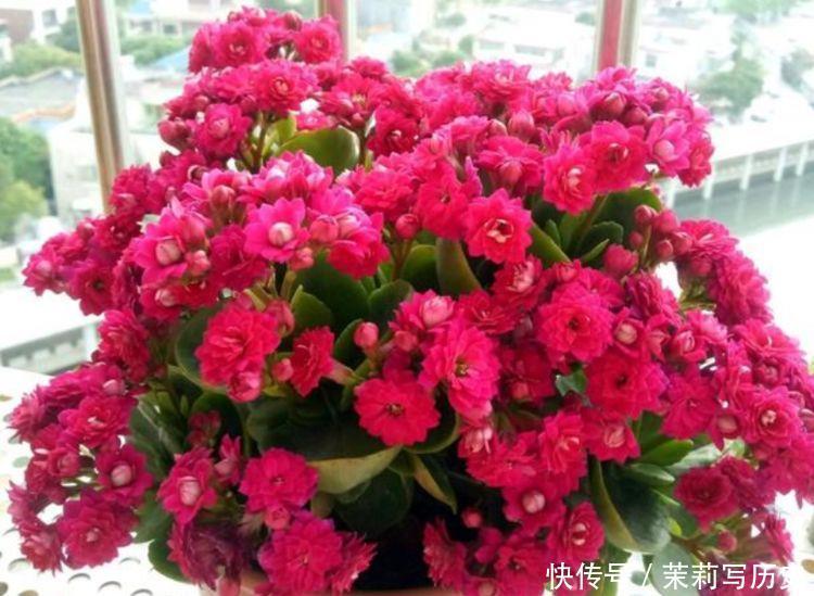 此4种花很漂亮,好养易活能爆盆,漂亮又好闻