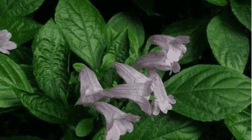 农村里不常见的野菜，具有清热明目，润肠通便，瘦身减肥等功效