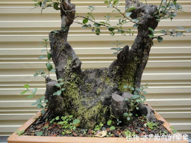 1种盆景,人称老桩金弹子,养越久越贵,都当传家宝养,我就养了