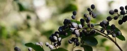 春天养生，推荐常吃三种食物，排毒养颜，延缓衰老，早吃早好