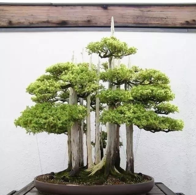 世界上又一奢侈品《盆栽》一盆就是一座房子!