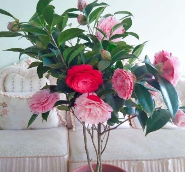 最仙的花卉,迷人的花朵,人见人爱,花朵姿态万千,美