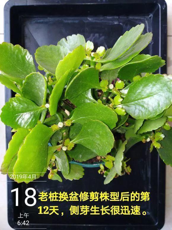 长寿月季花后赶紧剪一刀,剪完就开花,一直剪一直开!