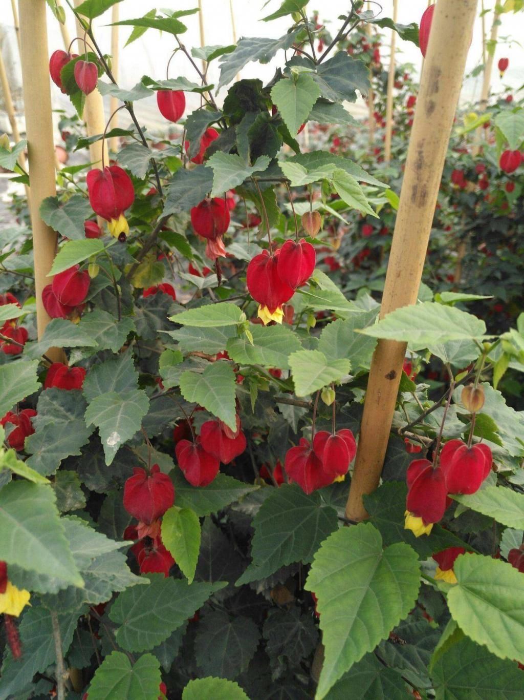 藤条|冬天屋内养花选这3种,一棵小苗养成小花园,攀爬着开花真美