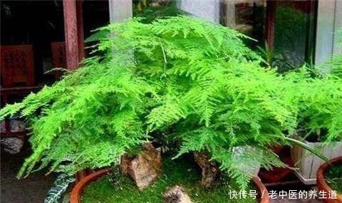 浇水|养好文竹,3个步骤,爆芽不停,郁郁葱葱猛蹿个!