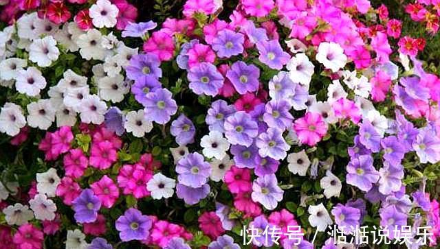 植物|5种普通的植物，开花“惊艳”，年年开花，非常好养，你喜欢吗