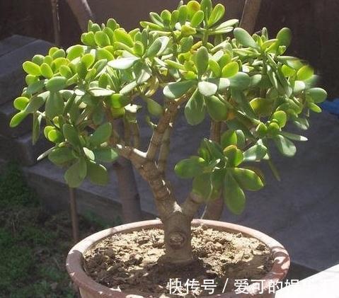 3种花不用买,捡个枝插盆里,生根快,易成活,轻松长满盆