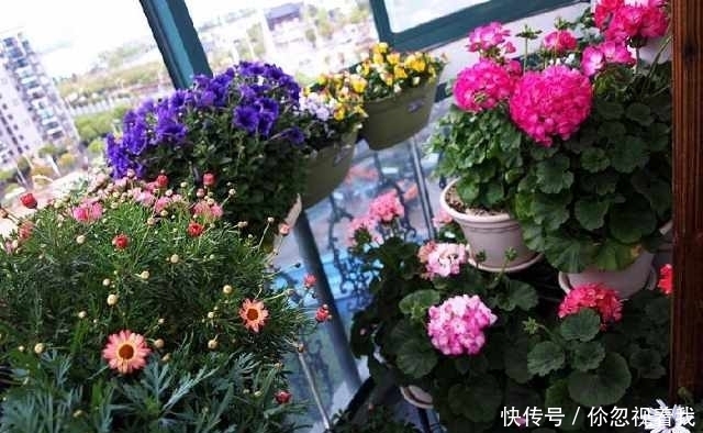 这两种盆栽还要买?摘片叶子,随手一插就能活,送人都送不完!