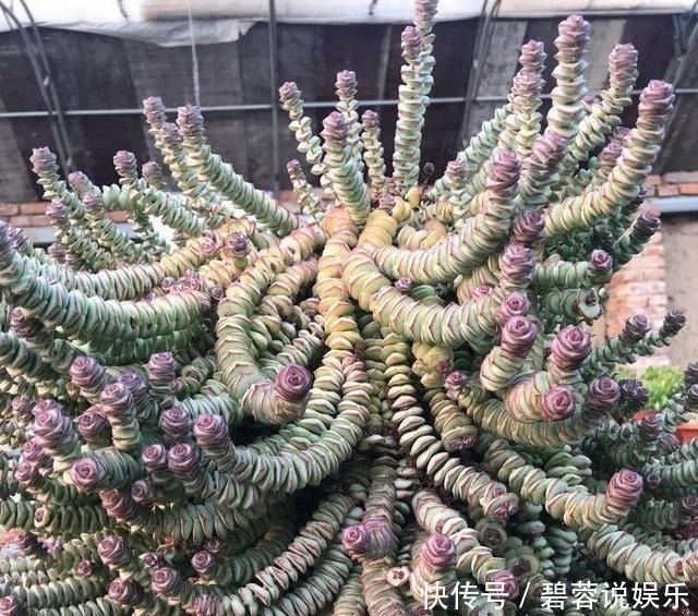 多肉|张大妈家的“多肉”又爆盆了,给看得“眼红”了