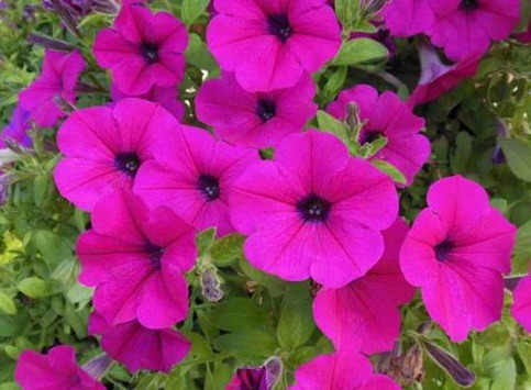 在家养花总是养不活,试试这些花草,易成活生根快,开花爆满