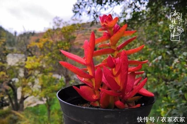 如何让多肉变美看看我是如何宠它们的!如何让多肉变美看看我是如何宠它们的!
