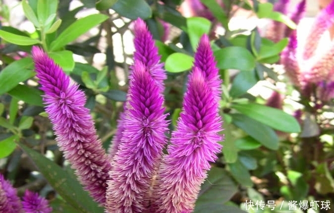  遍布全国的一种野草，它花开能红遍百日，种子价值极高得重视