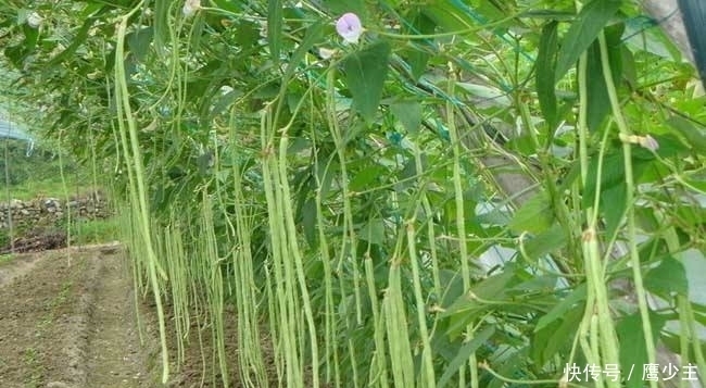 春四季豆什么时候种植