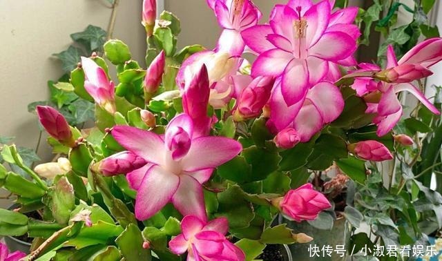 四月蟹爪兰需“虐养”,多掐芽勤控水,“撒欢长”绽放层叠群兰