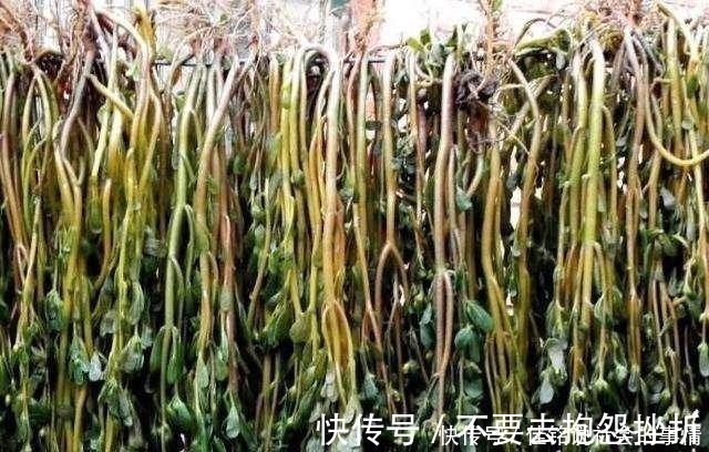 马齿|马齿笕难晒干一招教你晒出马齿笕干菜,学会了赶紧晒菜