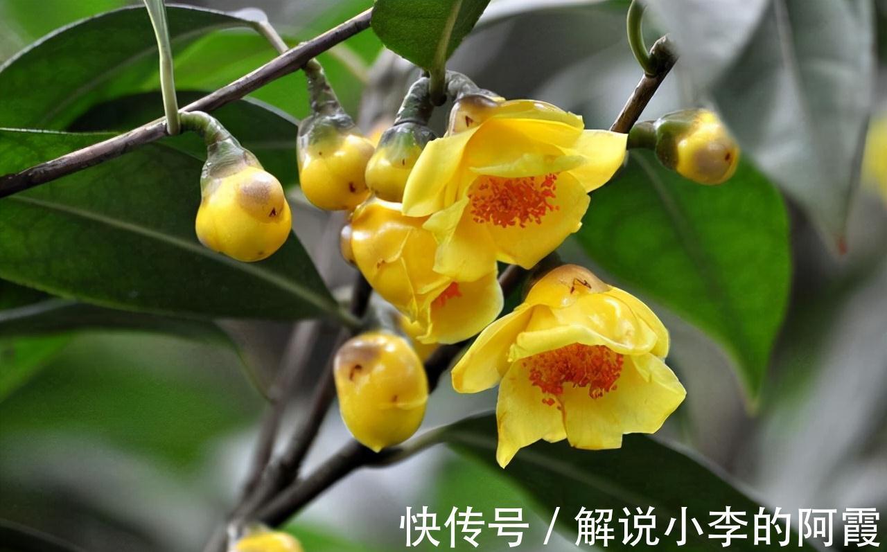 此花真不错,花色金黄,营养丰富,观赏食用两不误,你见过吗