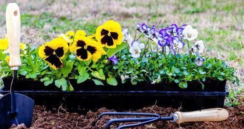 嫌弃鸡鸭粪便臭?不如就用它来养花,无异味,肥效温和又持久