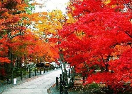 养花试试这几款，养护需要充足的光照，适应能力超强