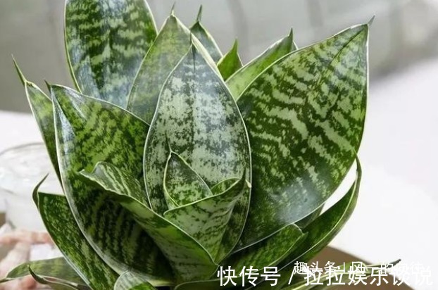 卧室里植物别乱养，这3种在夜晚能够释放氧气，真是睡觉必备