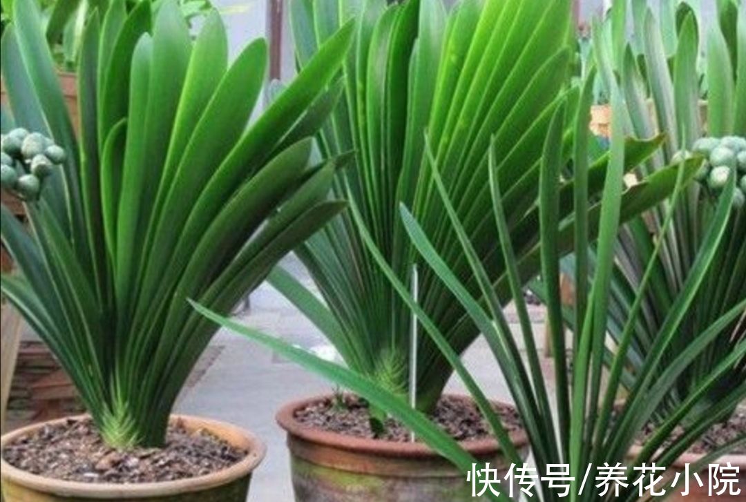 10月养君子兰,勤用“4种花肥”,植株长势旺,有助于开花